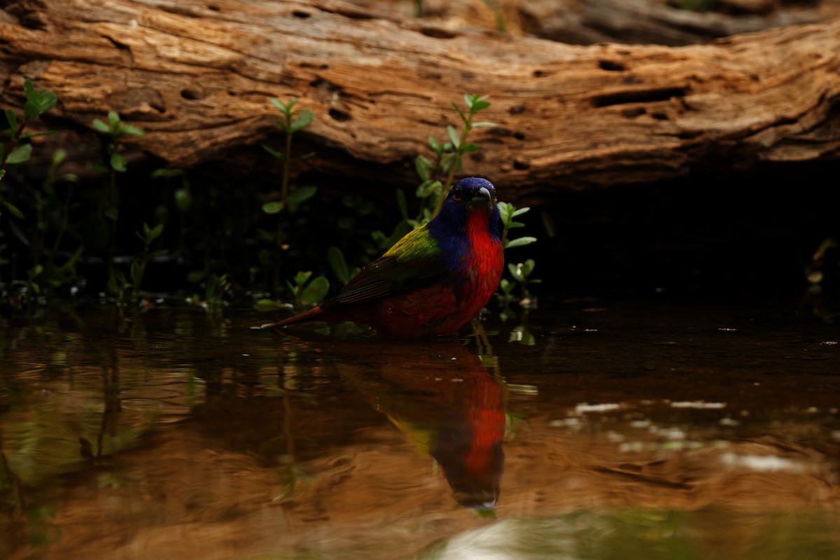 Painted Bunting - ML618819888