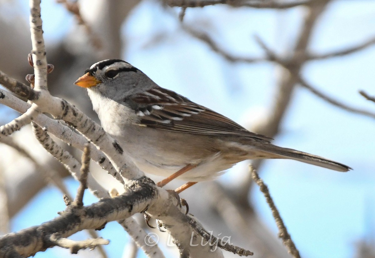 White-crowned Sparrow (Gambel's) - Lorri Lilja