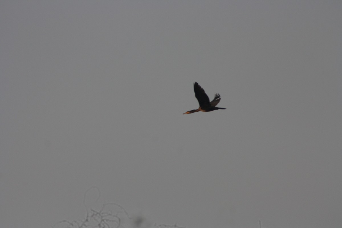 Great Cormorant - Soorya Senthil kumar