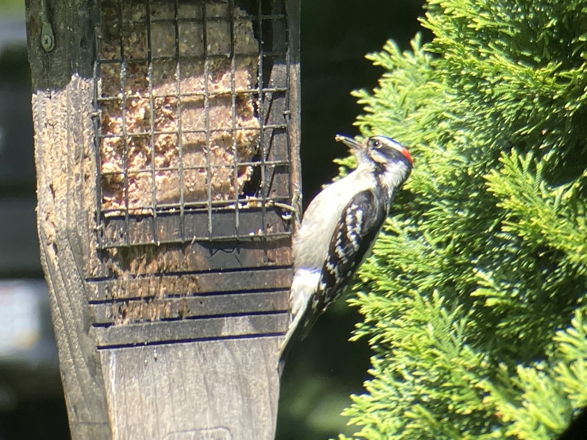 Downy Woodpecker - ML618819932