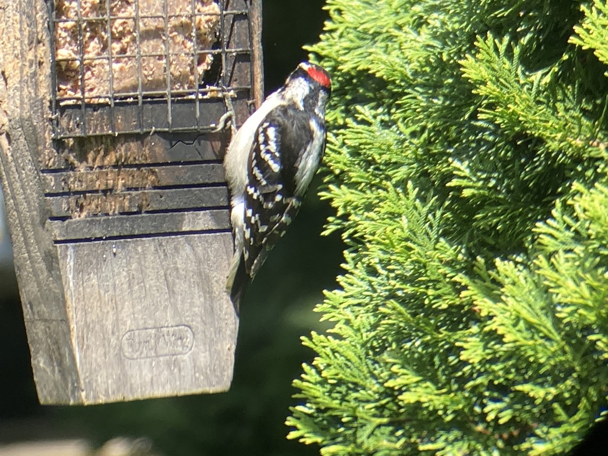 Downy Woodpecker - ML618819934