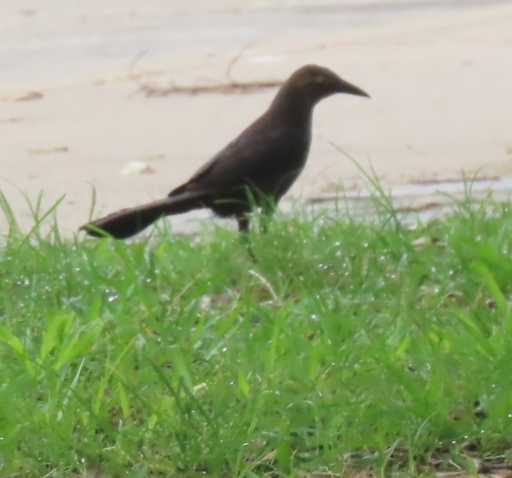 Great-tailed Grackle - ML618819936