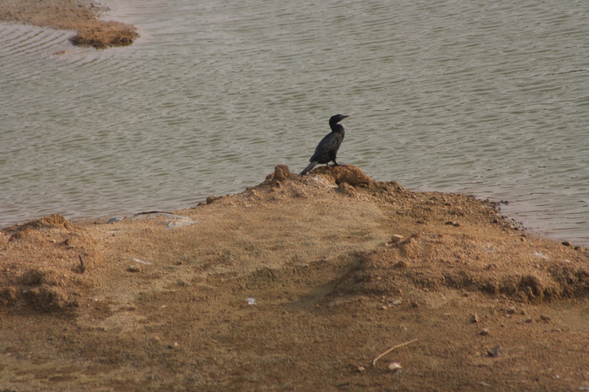 Little/Indian Cormorant - Soorya Senthil kumar