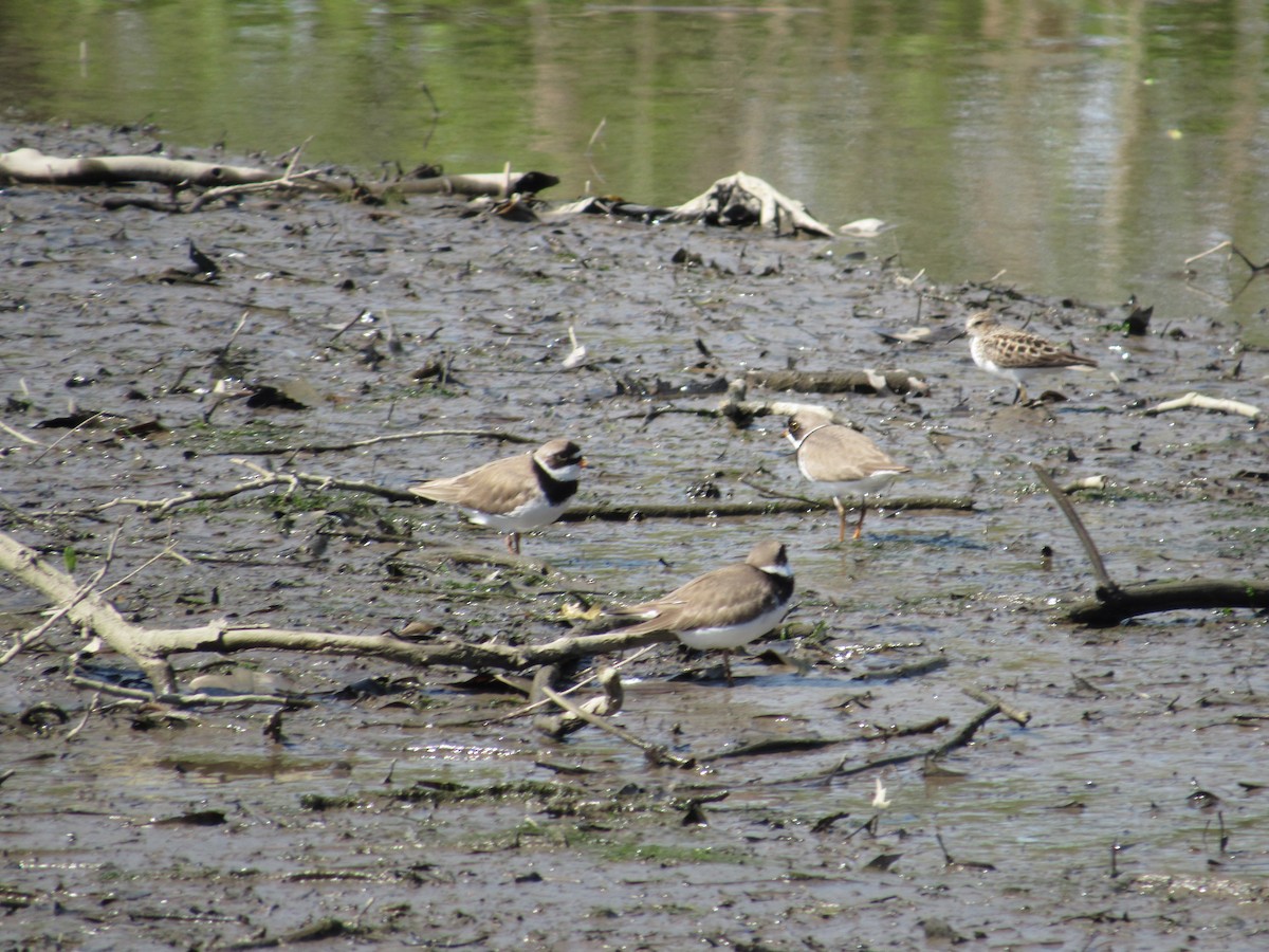 Semipalmated Plover - ML618819980