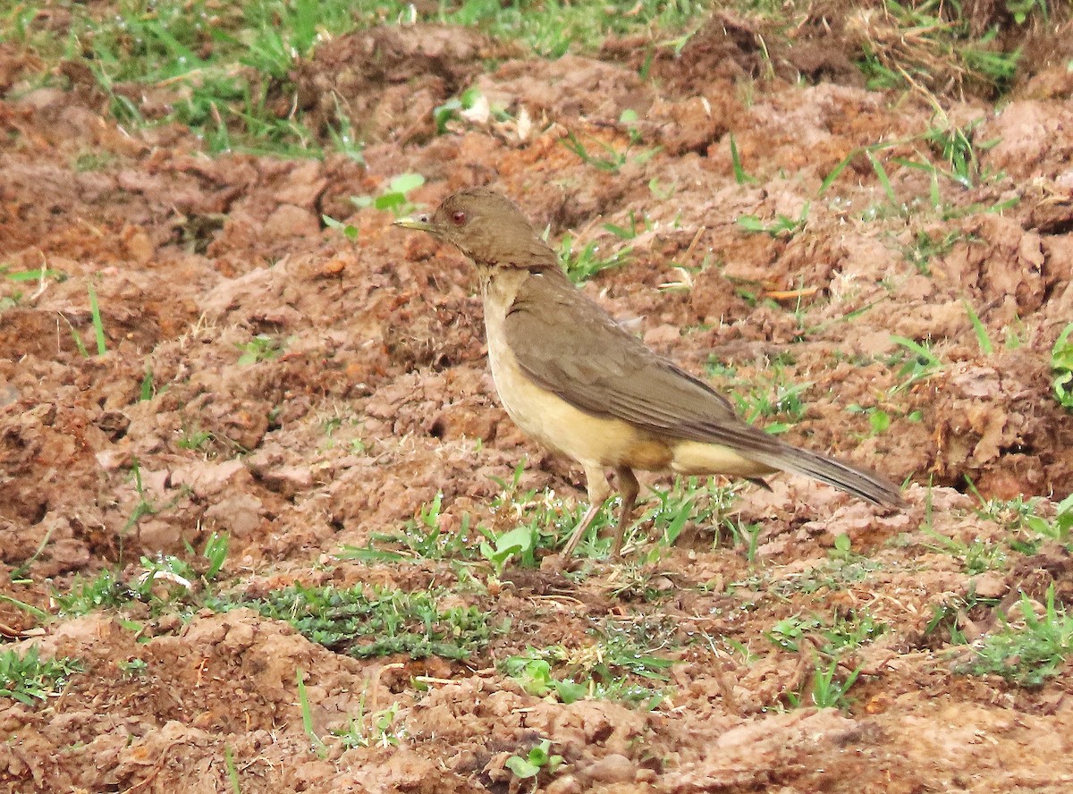 Clay-colored Thrush - Alfonso Auerbach