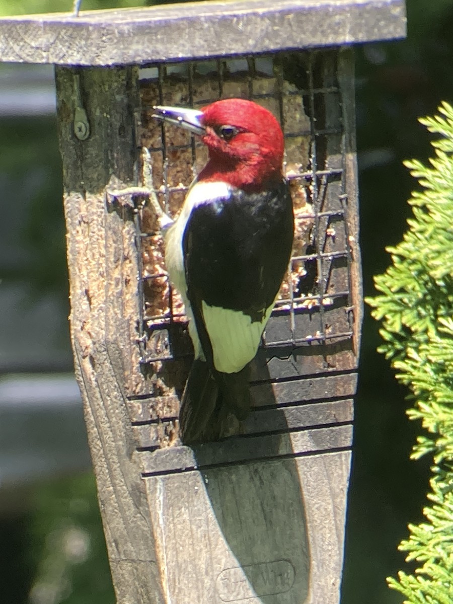Red-headed Woodpecker - ML618820001