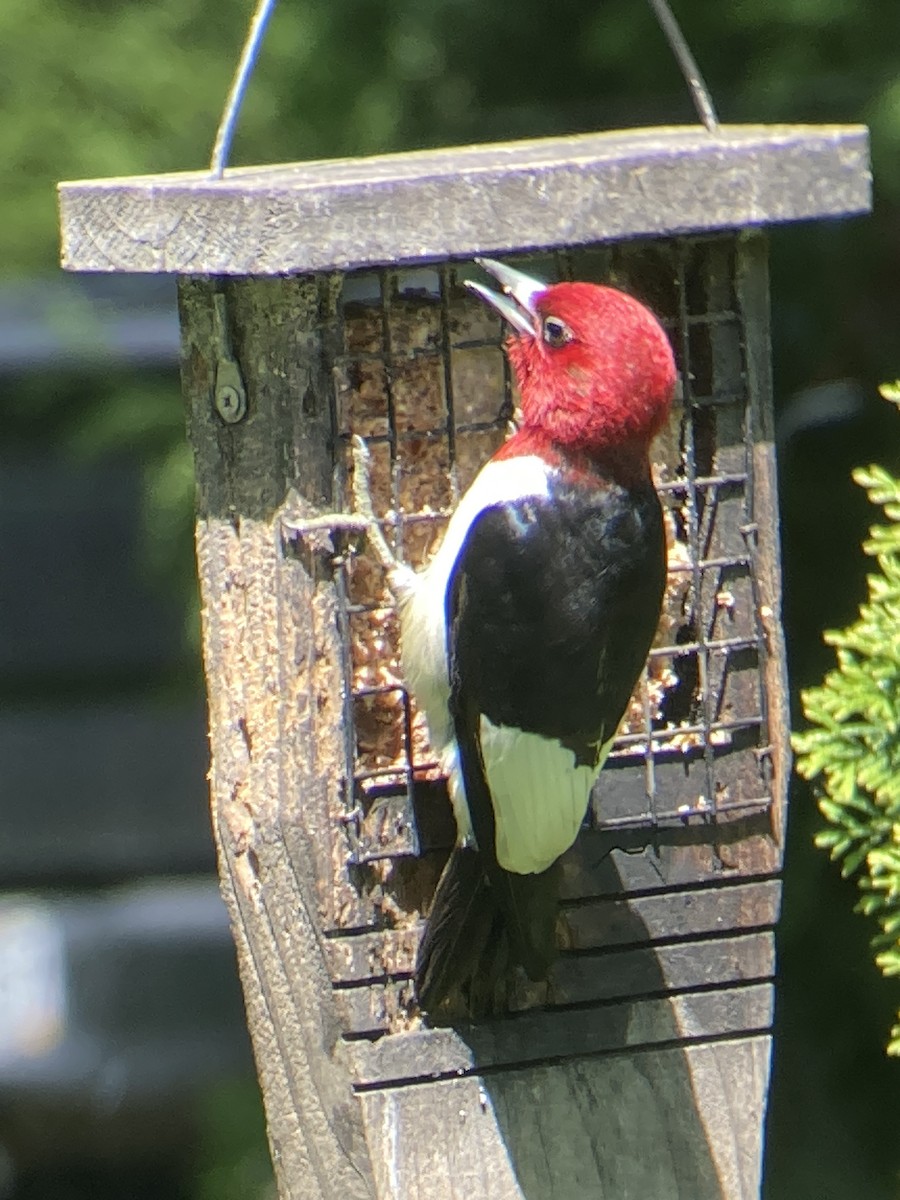 Red-headed Woodpecker - ML618820002