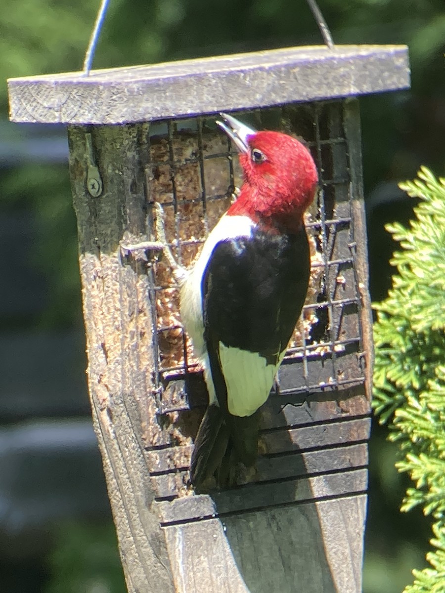 Red-headed Woodpecker - Reneé Dillard