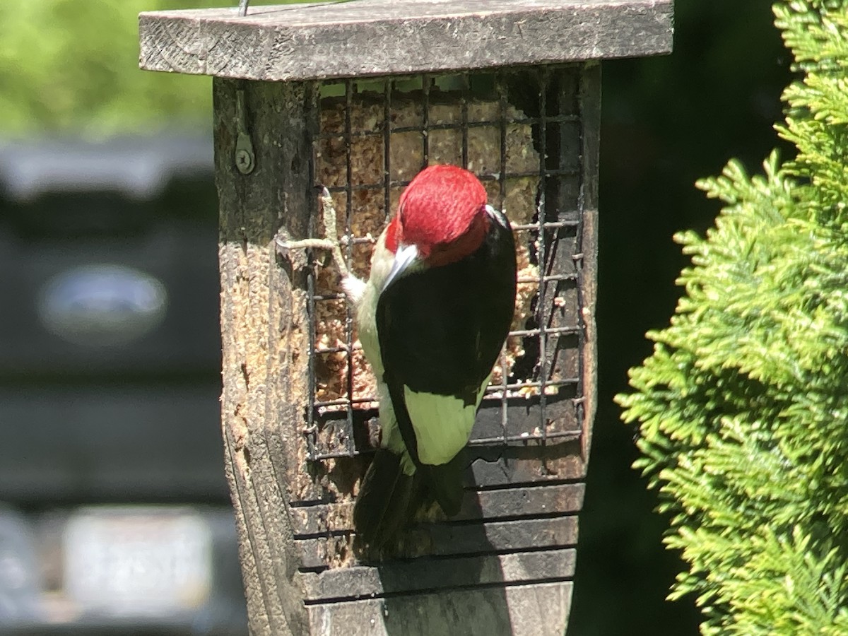 Red-headed Woodpecker - ML618820006