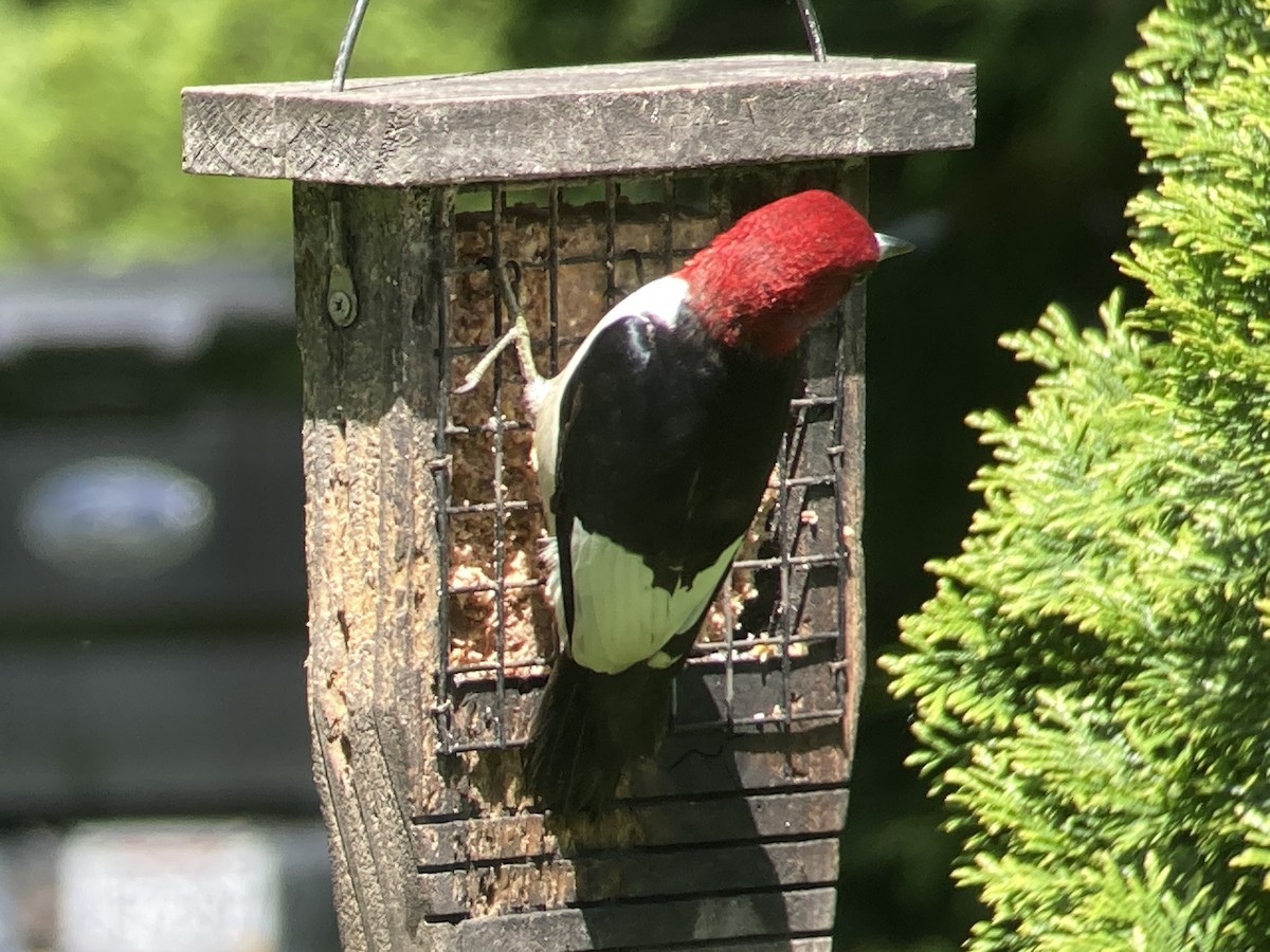 Red-headed Woodpecker - ML618820007