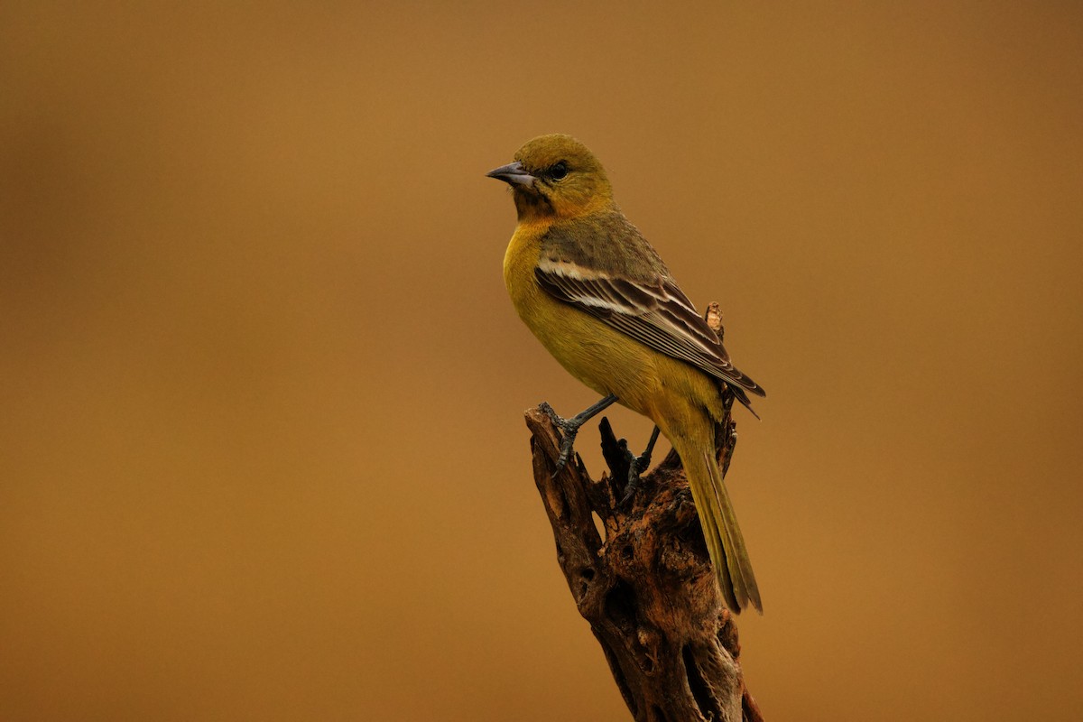 Orchard Oriole - ML618820024