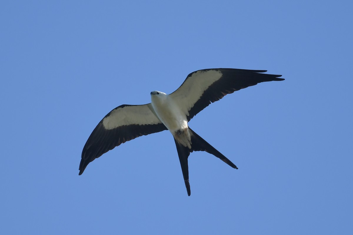 Swallow-tailed Kite - Keith McCullough
