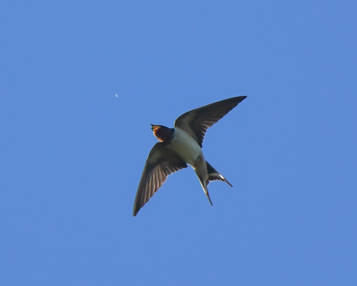 Barn Swallow - ML618820075
