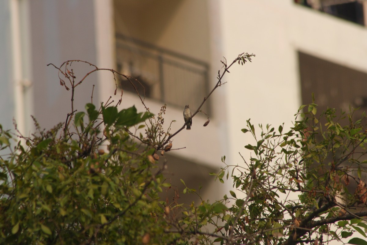 Pale-billed Flowerpecker - Soorya Senthil kumar