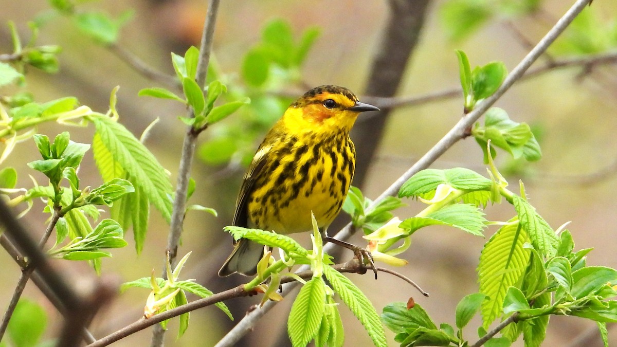 Cape May Warbler - ML618820084