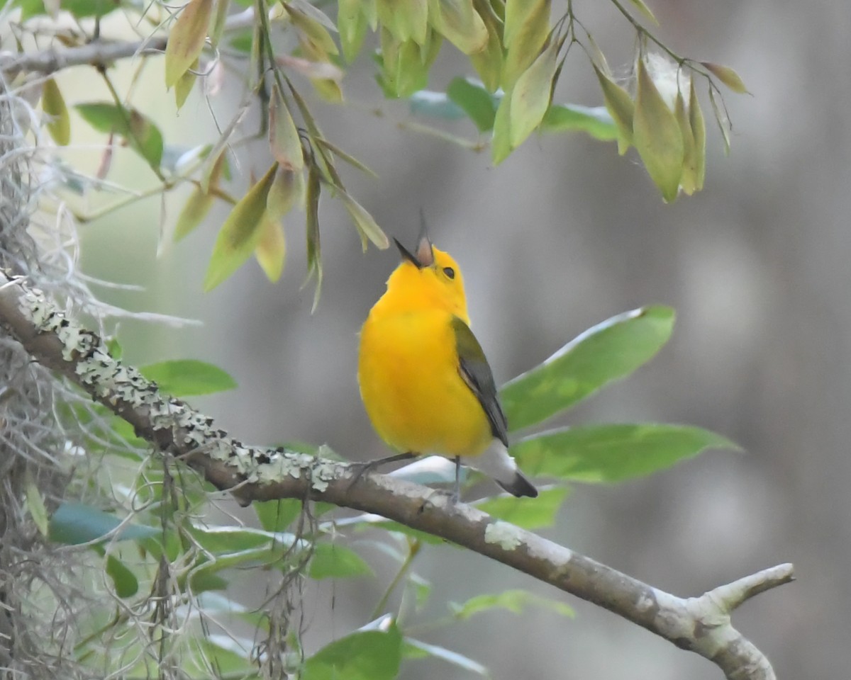 Prothonotary Warbler - Keith McCullough