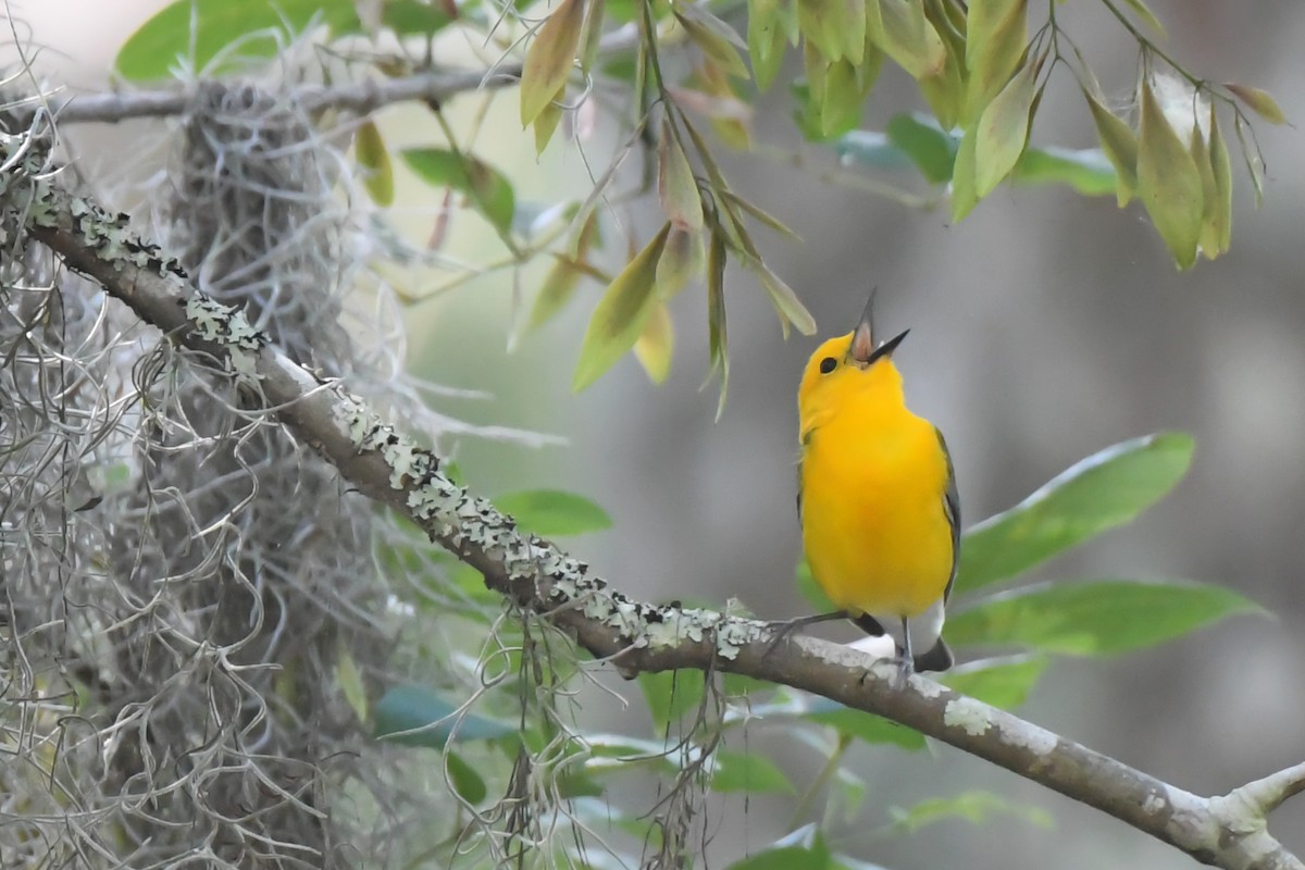 Prothonotary Warbler - ML618820089