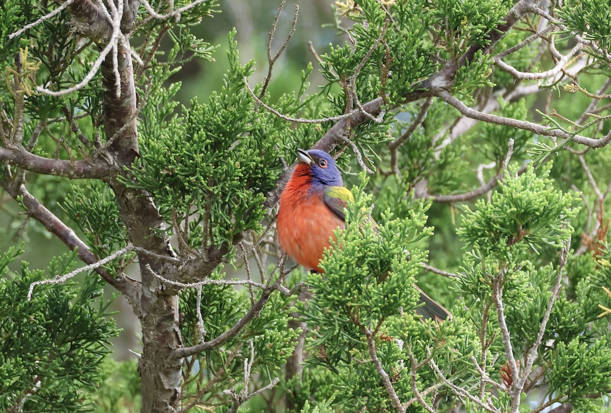 Painted Bunting - ML618820101