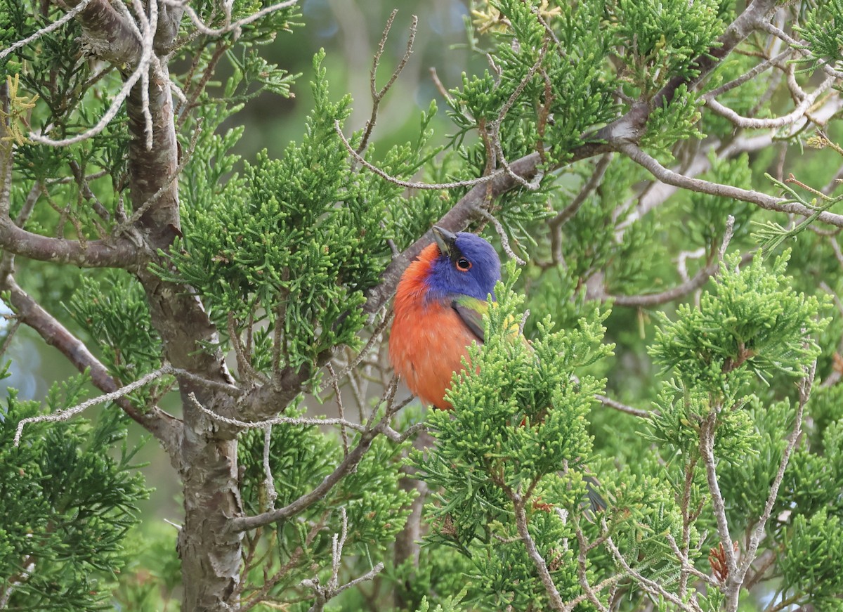 Painted Bunting - ML618820104