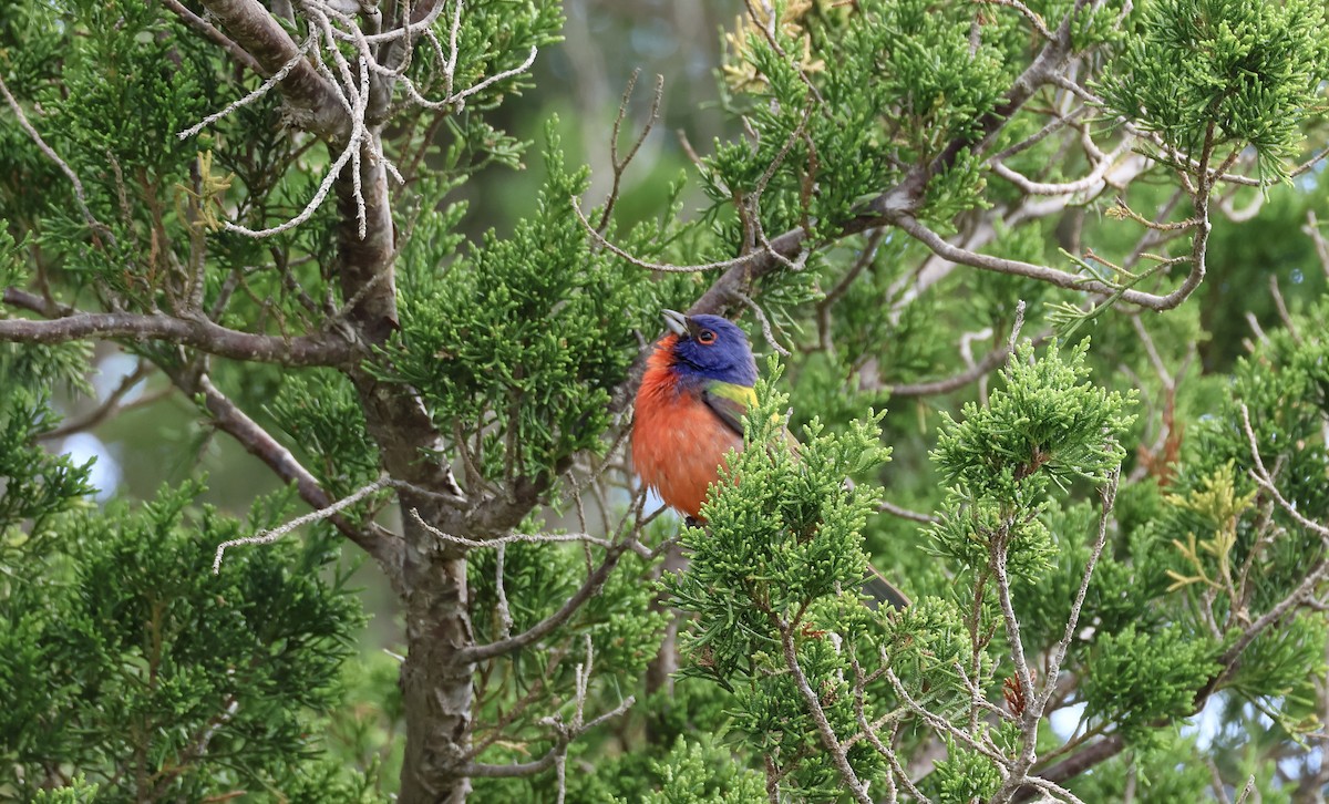 Painted Bunting - ML618820105