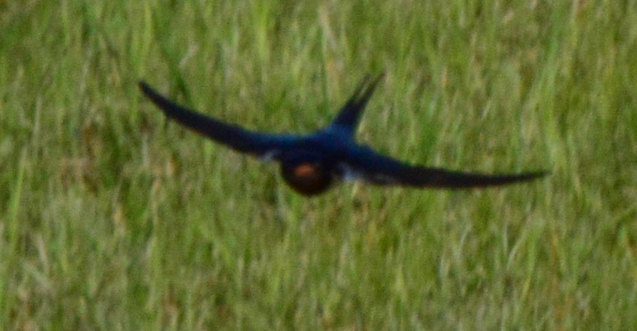 Barn Swallow - ML618820116