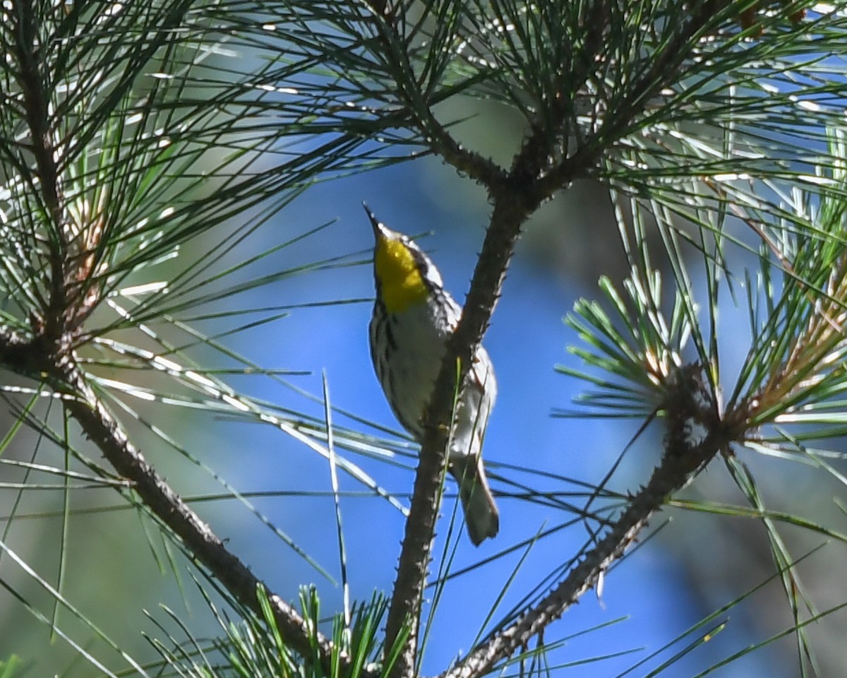 Yellow-throated Warbler - Keith McCullough
