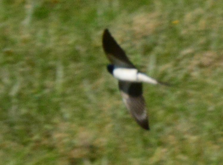 Barn Swallow - ML618820121