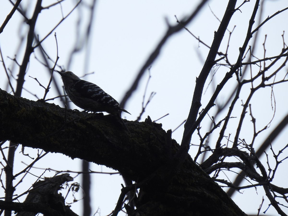 Brown-fronted Woodpecker - ML618820126