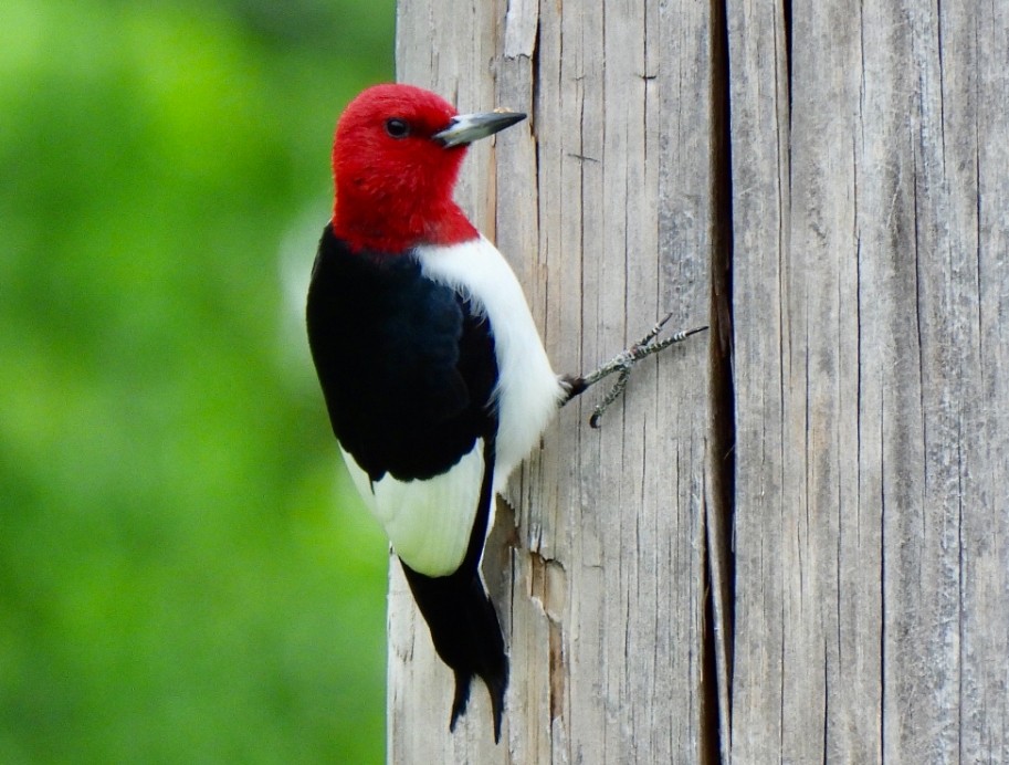 Red-headed Woodpecker - Jason Gase