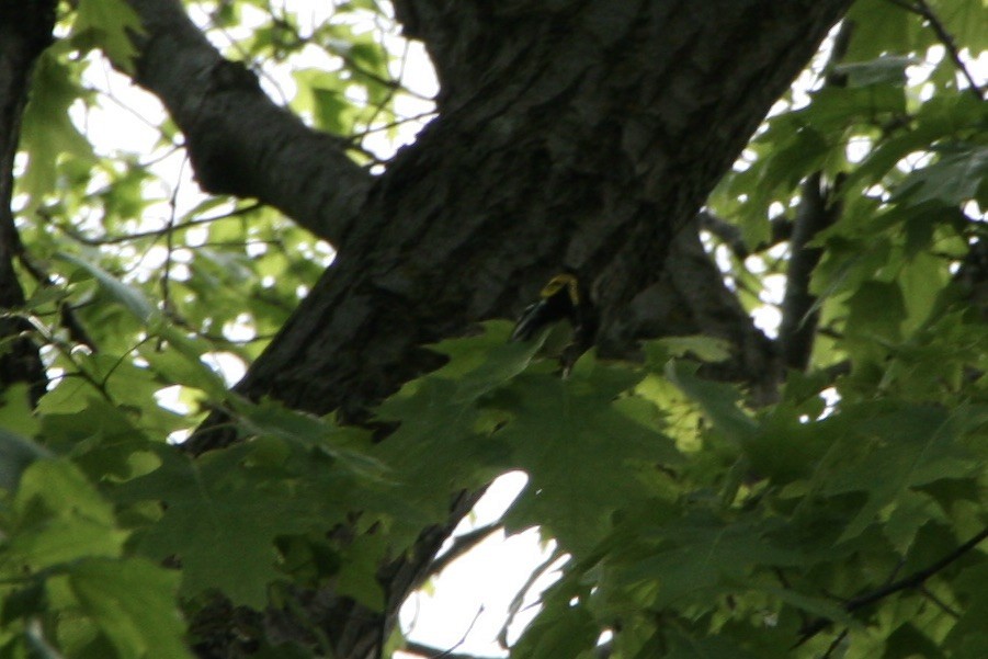 Black-throated Green Warbler - Zita Robertson