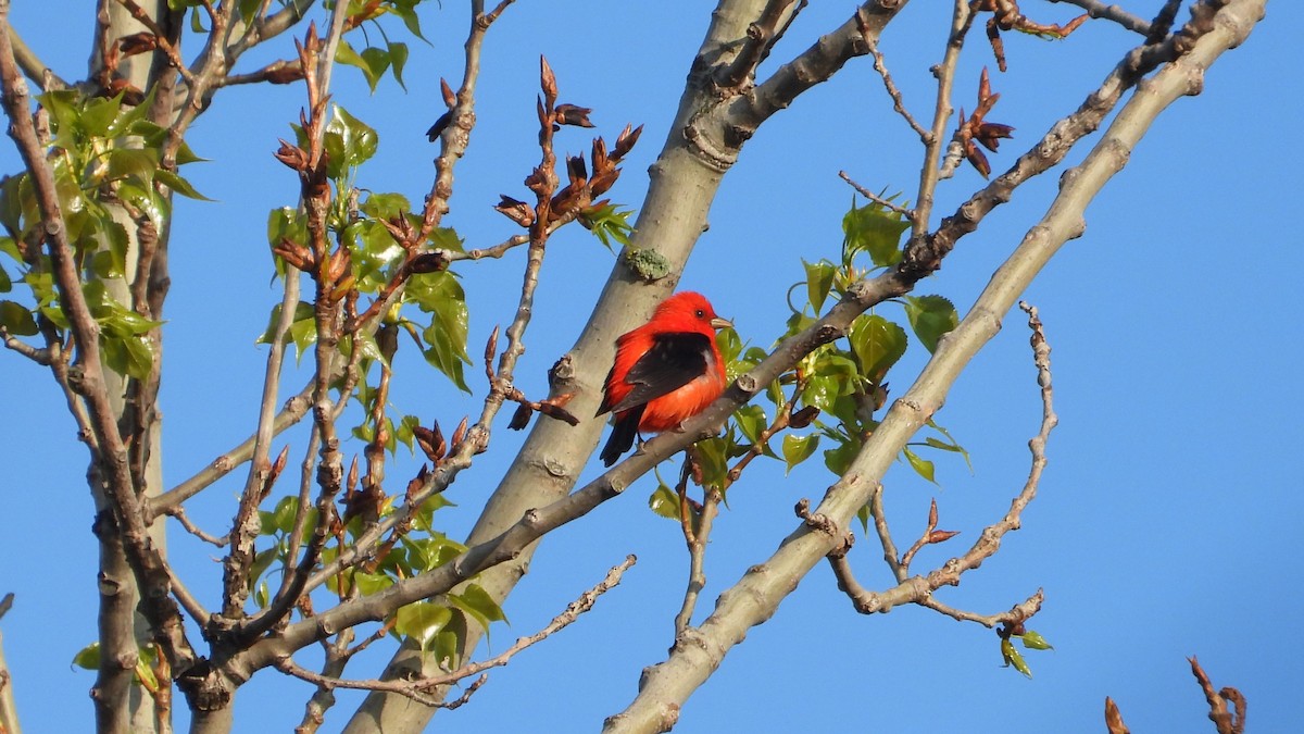 Scarlet Tanager - ML618820170