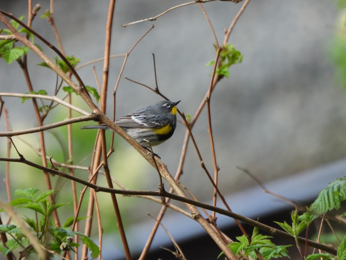 Yellow-rumped Warbler - Peter Thompson