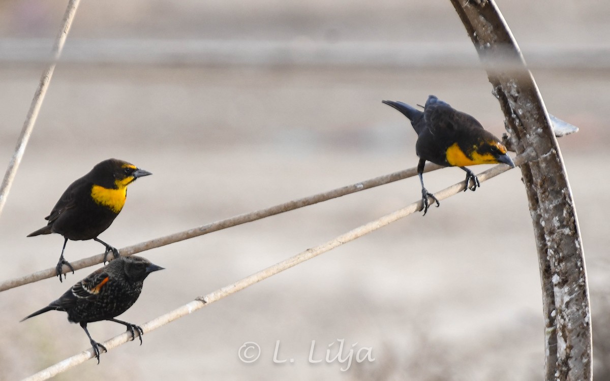 Yellow-headed Blackbird - Lorri Lilja