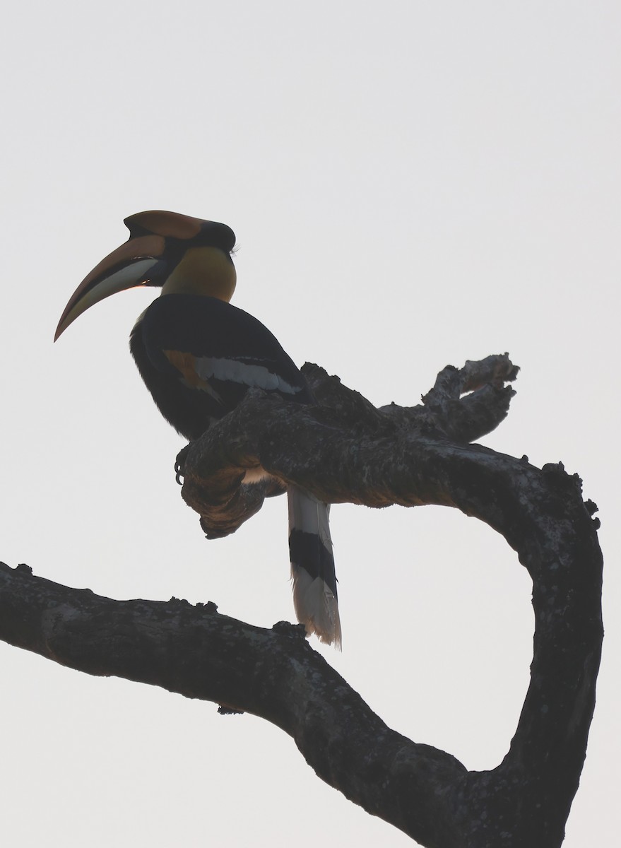 Great Hornbill - Ayan Kanti Chakraborty
