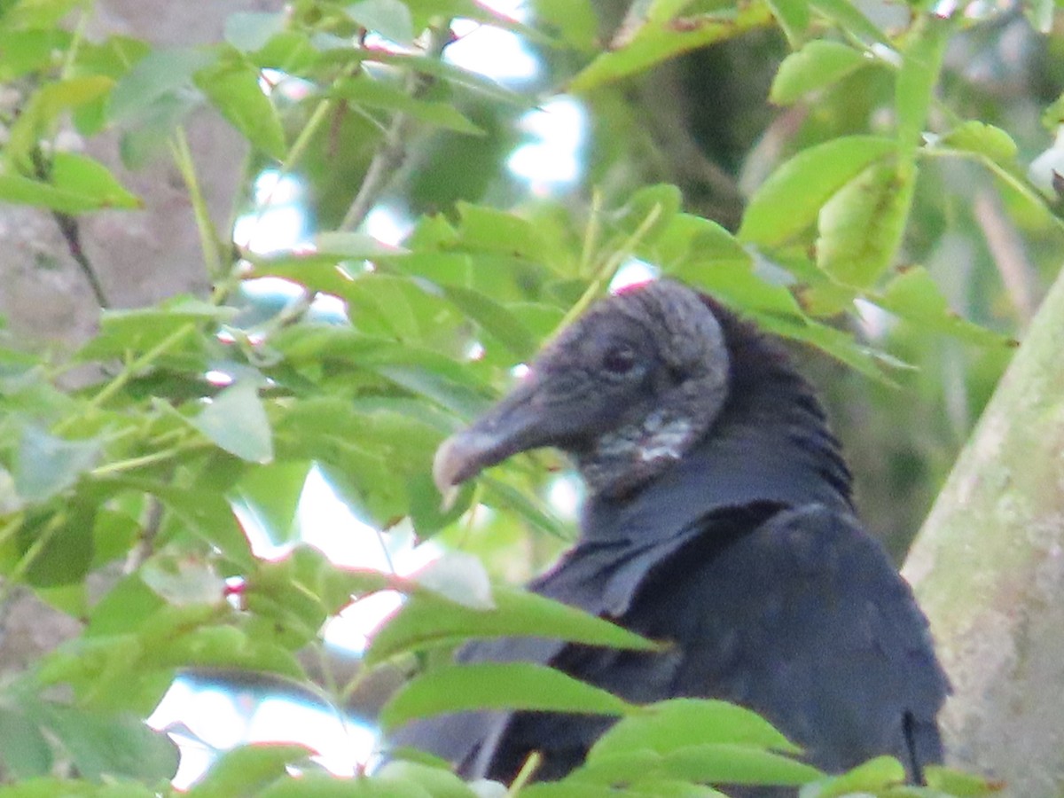 Black Vulture - Manuel Franco