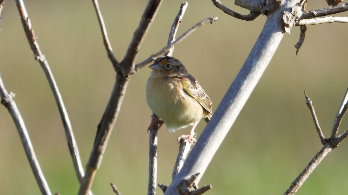 Grasshopper Sparrow - Dan J. MacNeal