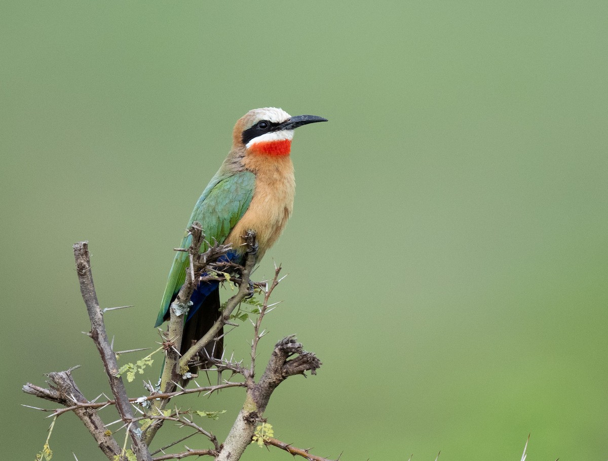 White-fronted Bee-eater - ML618820256