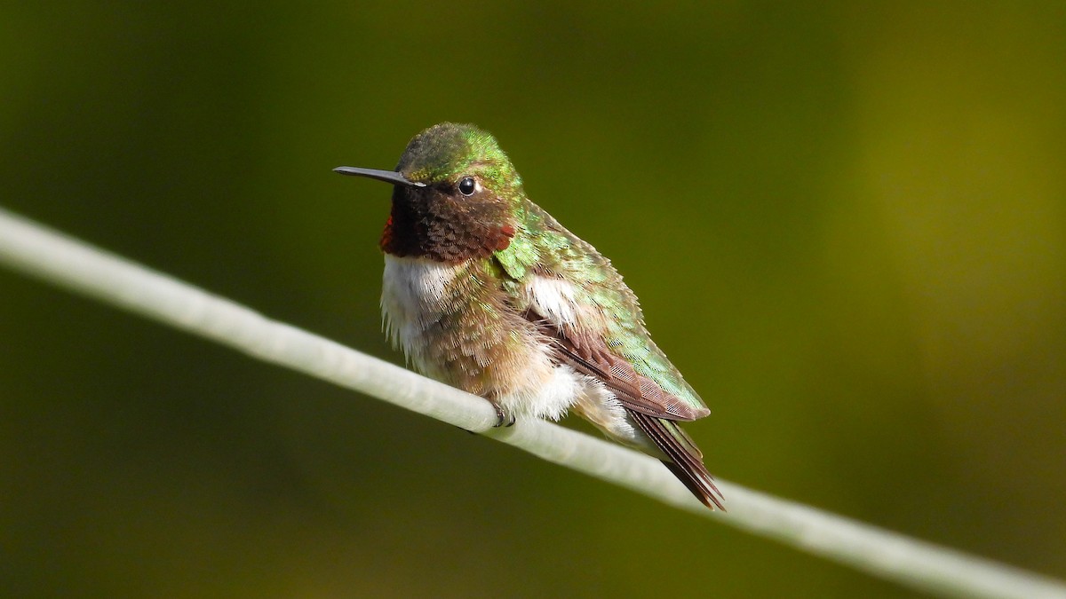 Ruby-throated Hummingbird - ML618820257