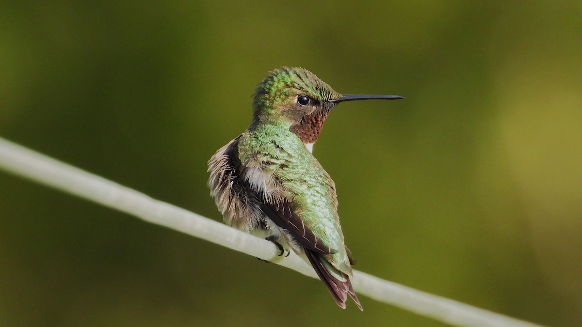 Ruby-throated Hummingbird - Dan J. MacNeal