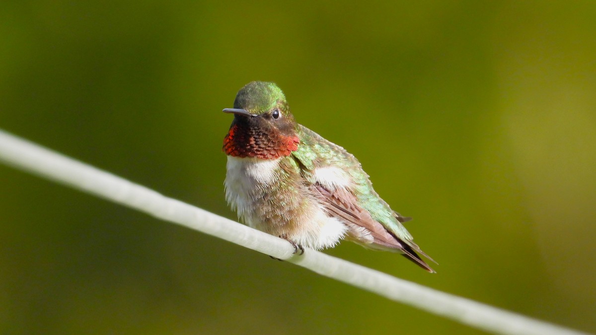 Ruby-throated Hummingbird - ML618820259