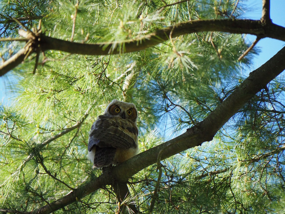 Great Horned Owl - ML618820291