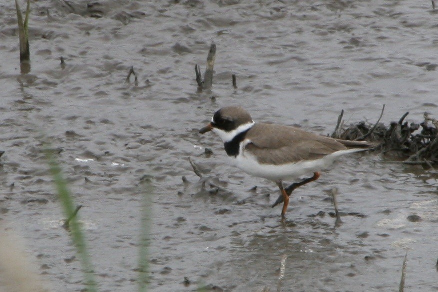 Semipalmated Plover - ML618820293