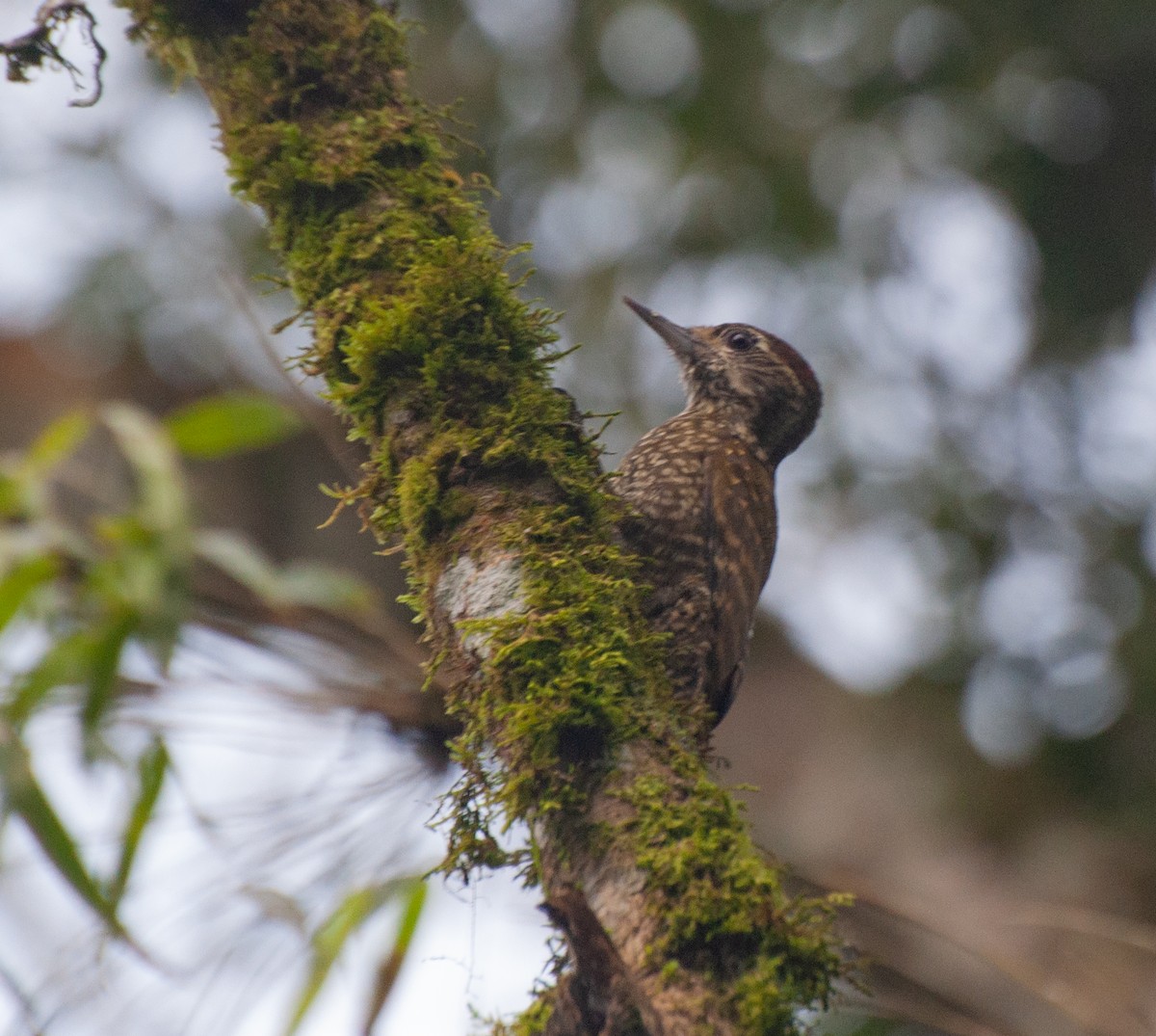 White-spotted Woodpecker - Alan Hentz