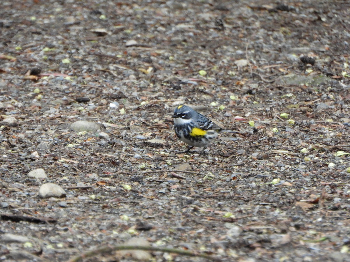 Yellow-rumped Warbler - ML618820313