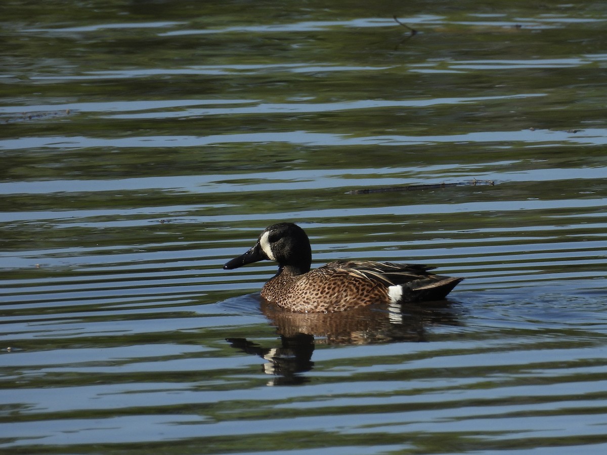 Blue-winged Teal - ML618820326