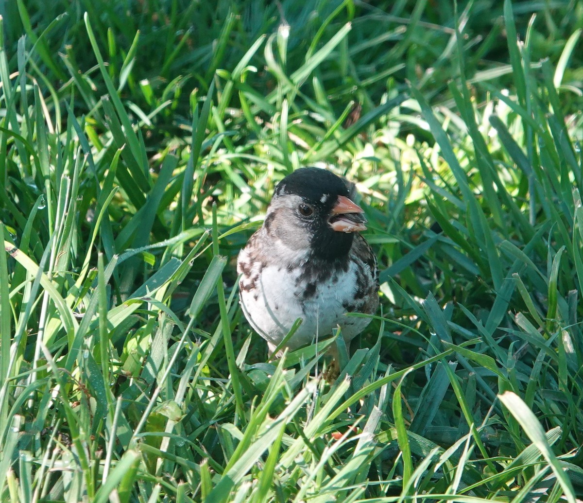 Harris's Sparrow - ML618820339