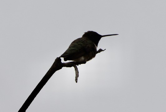 Black-chinned Hummingbird - Carolyn Thiele