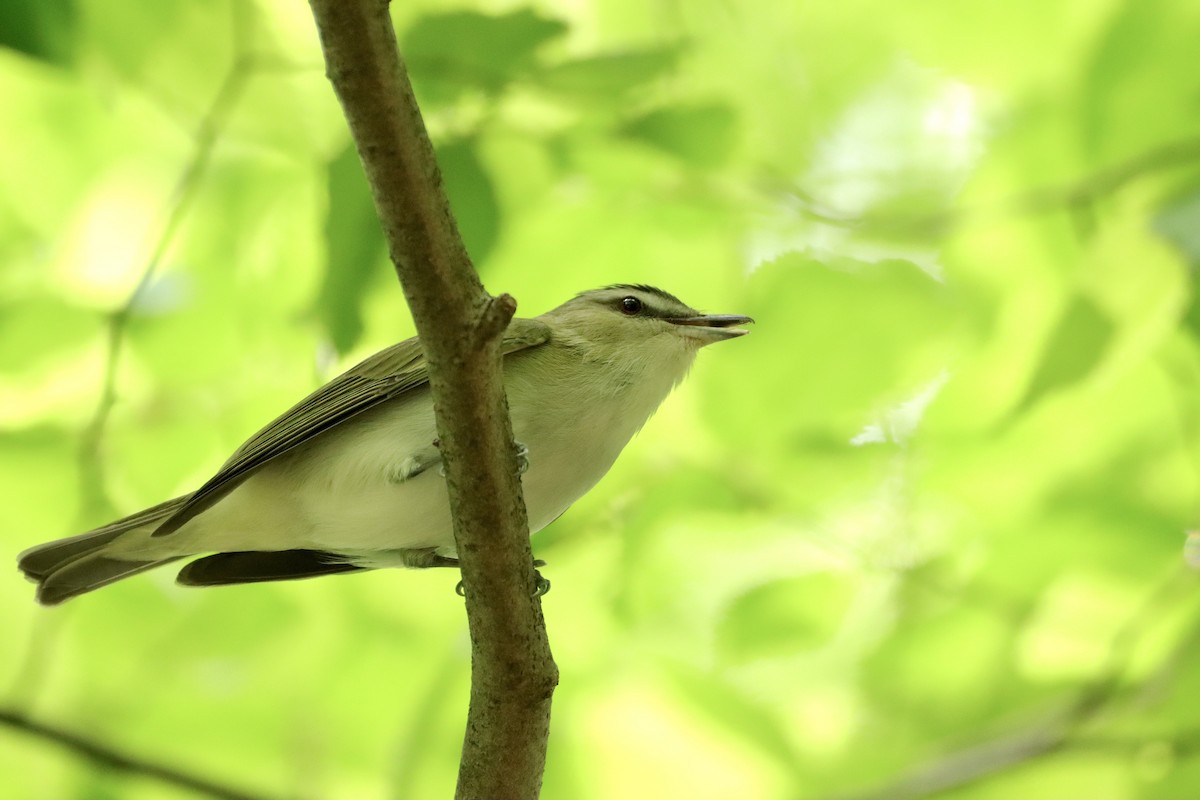 Red-eyed Vireo - William Going