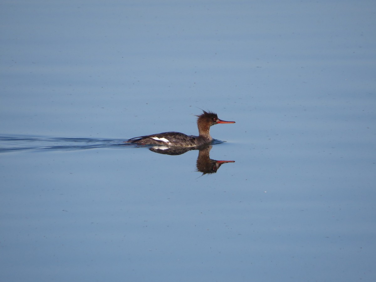 Red-breasted Merganser - Amy West