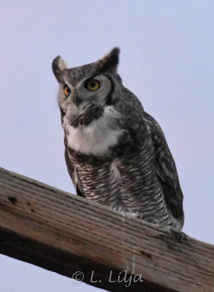 Great Horned Owl - ML618820424